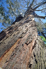 The Great Tree © dpe123