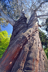 The Great Tree © dpe123