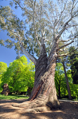 The Great Tree © dpe123