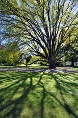 The Beautiful Tree © dpe123