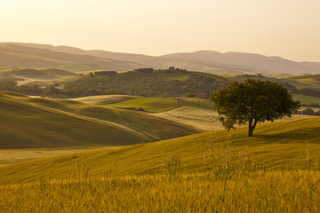 Obraz premium Tuscany hills