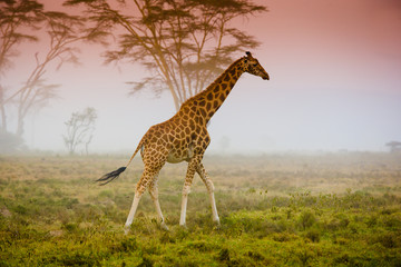 Giraffe in Amboseli