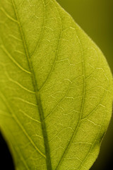 Green leaf