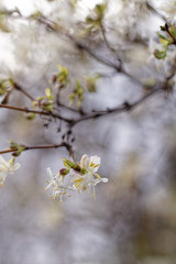 Tree flowering