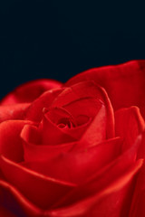 Naklejka premium Beautiful red rose closeup