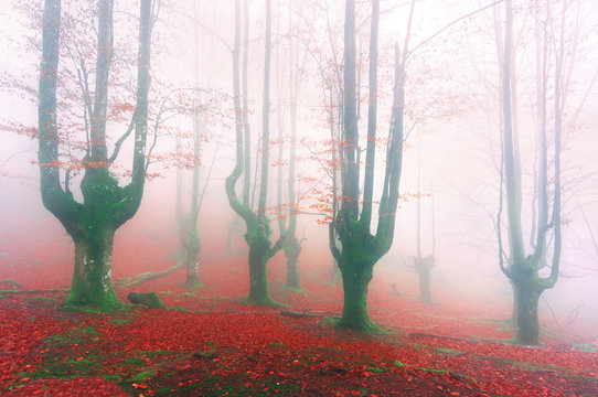 magical forest in autumn