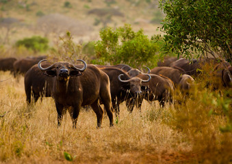 Buffalos herd