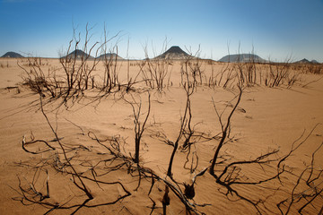 trockene Sträucher in Schwarzer Wüste, Ägypten