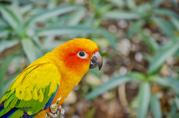 Sun Conure Parrot