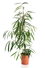 Photo of dracaena in a pot