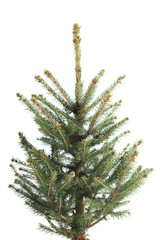 Small, real undecorated bare Christmas tree