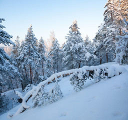 Fototapeta na wymiar Snowy forest at winter