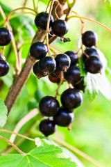 black currant