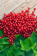red currant