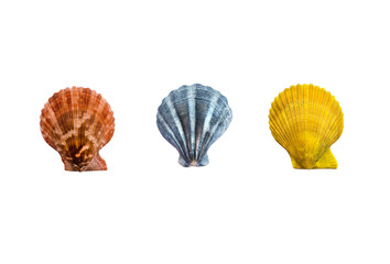 Colorful sea shells isolated on white background