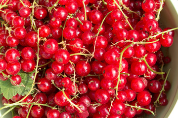 Johannisbeeren frisch gepflückt