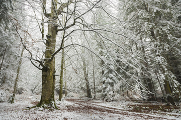 Winter forest covered in snow