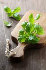Fresh green basil on the wooden table, selective focus