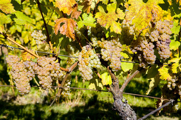 vineyard, Palava, Czech Republic