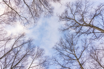 Fototapeta na wymiar Leafless Tree Branches on Blue Sky