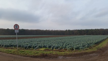 Lauch Feld bei der ernte