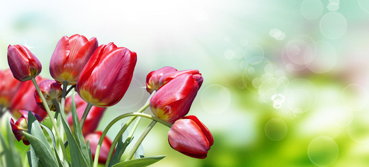 Garden tulips