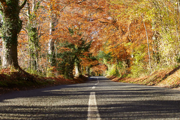 Country Road Through Autumn Woodland