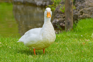 Duck