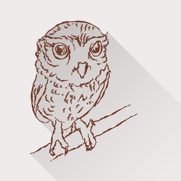 Drawing of little owl with long shadow