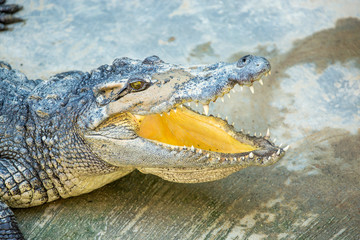 Dangerous crocodile open mouth in farm in Phuket, Thailand.