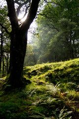 Wicklow Mountains Nationalpark