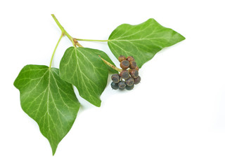 Black berries, spices with green leaves isolated on white