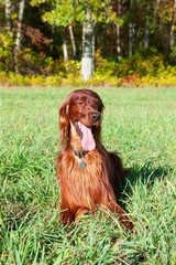 Irish Setter