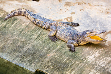 Crocodile farm in Phuket, Thailand.