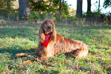 Irish Setter