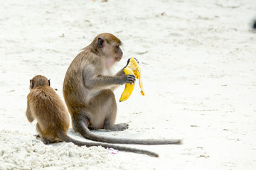 Monkey beach. Group of Crab-eating macaques at  Thailand