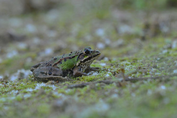 green frog