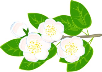 Jasmine branch with white flowers