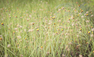 Flowers and Grass,vintage tone