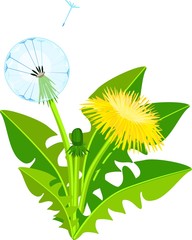 Dandelion plant with yellow flower © Kazakova Maryia