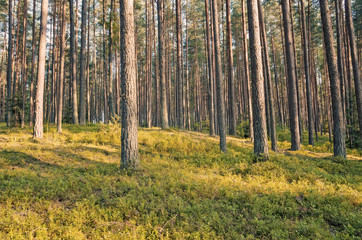 In a beautiful coniferous forest. Filter in retro style.