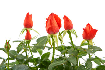 Flowers red rose isolated on a white background