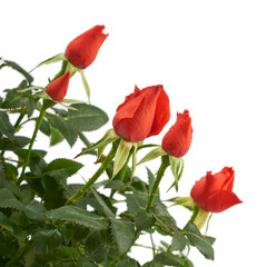 Flowers red rose isolated on a white background