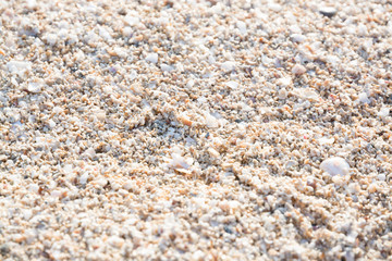 Seashells background, Mallorca, Spain.