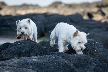 West Highland Terriers