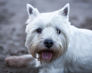 West Highland Terrier