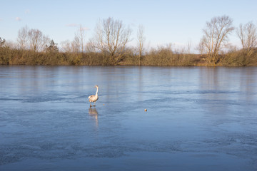 Skating Swan At lake Königsdorf