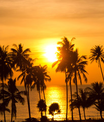 Obraz premium Tree Silhouettes Palm Paradise
