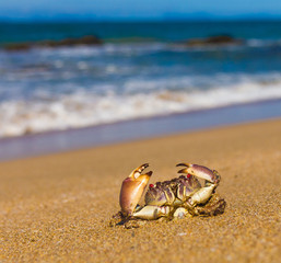 Seafood Posing By the Sea