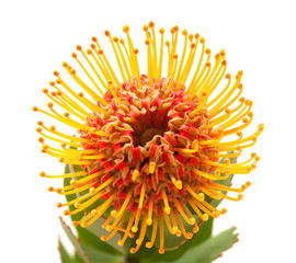 orange protea flower